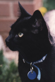 Loki