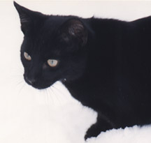Loki in snow