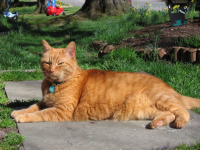 Tiger looking superior 2007