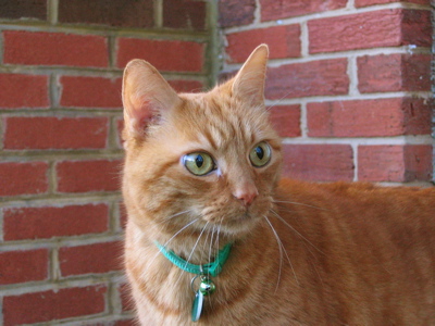Tiger in 2007
